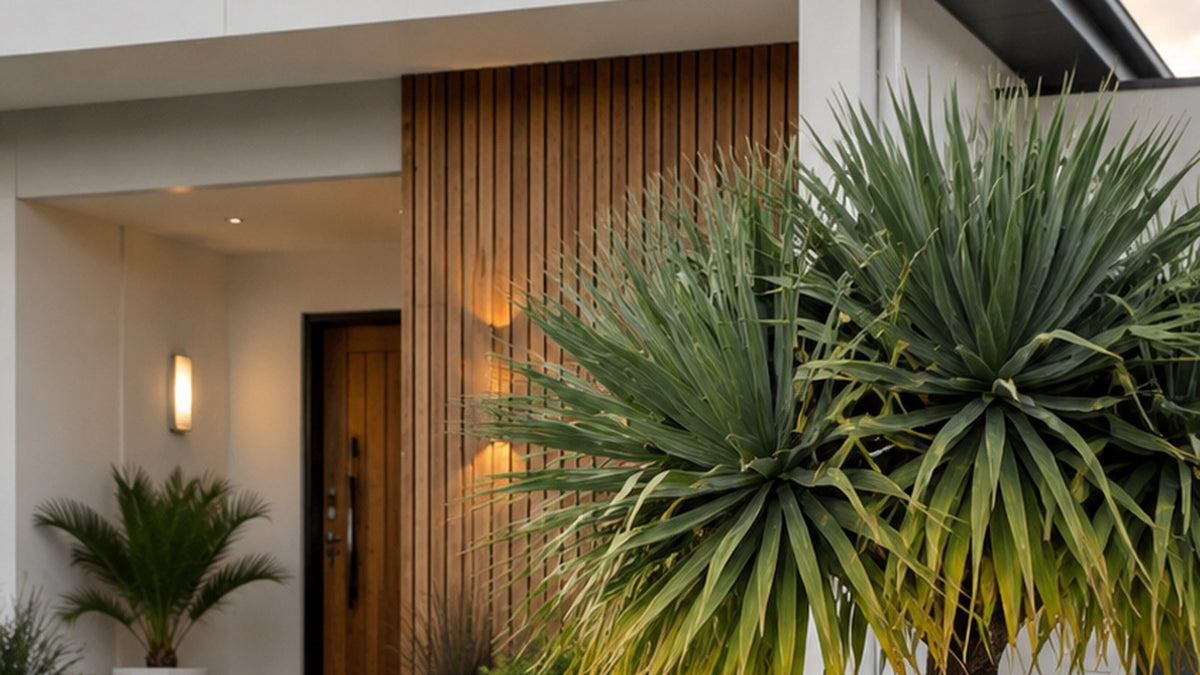 Branched dragon tree beside the warmly lit timber entry of a modern home at dusk.