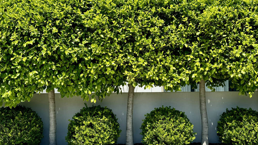 Row of standard ficus with clear trunks carrying a dense raised screening hedge above a white rendered wall, with clipped box balls beneath.