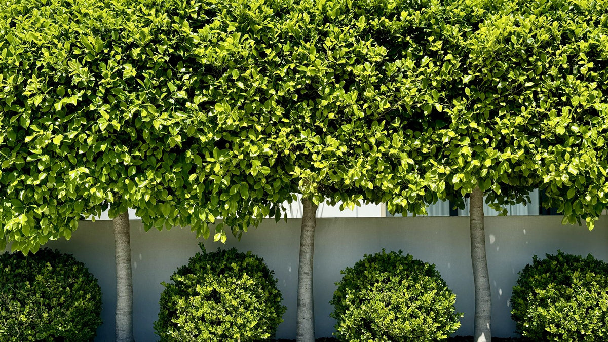 Row of standard ficus with clear trunks carrying a dense raised screening hedge above a white rendered wall, with clipped box balls beneath.