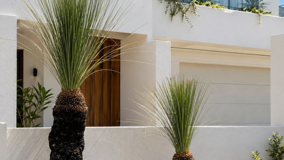 Two grass trees (Xanthorrhoea) with blackened trunks in a gravel and boulder bed with agaves and strappy tufts, fronting a white rendered modern two-storey home with timber door and balcony planting.