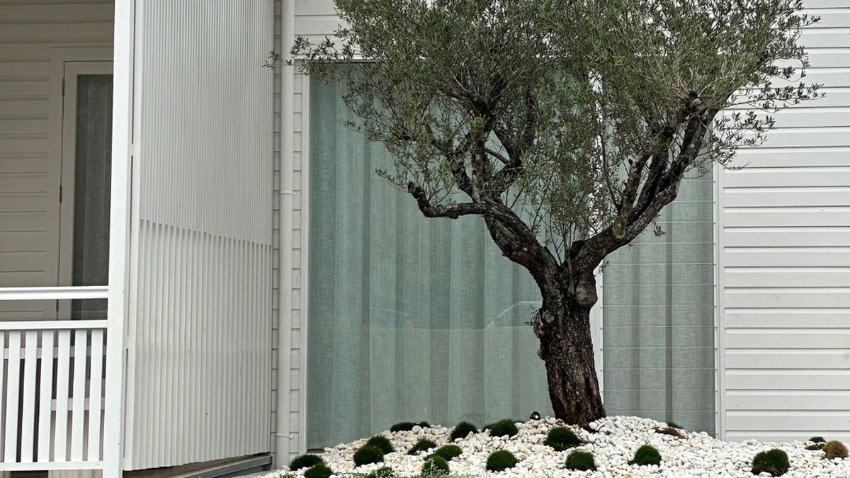 Gnarled mature olive tree underplanted with white pebbles and green mounds against a white weatherboard home.
