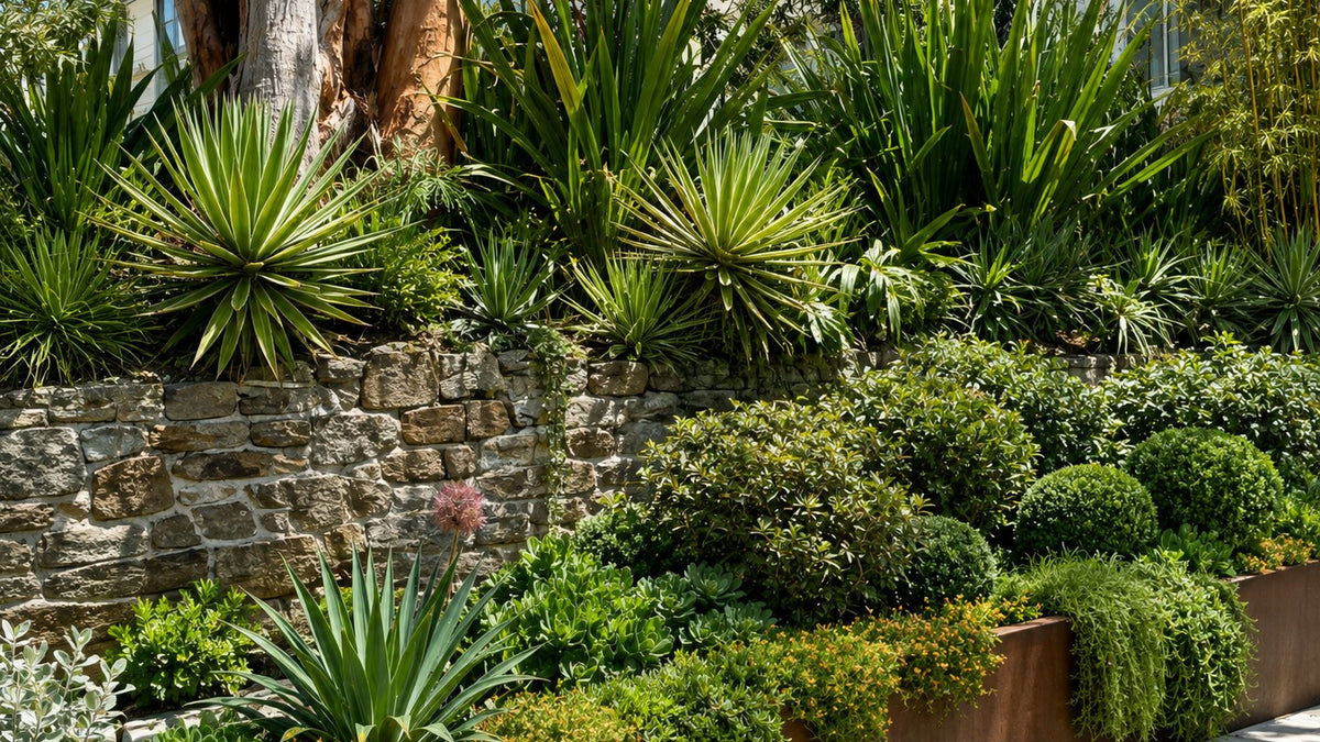 Terraced low-water streetside planting of yuccas, agaves, succulent rosettes, trailing sedum, gold groundcover and clipped balls in a corten steel planter beneath a dry-stacked sandstone retaining wall and the shedding trunk of a mature eucalypt,.