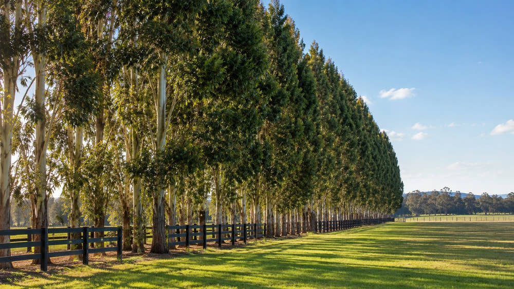 Long row of tall trees sheltering a fenced acreage boundary with open paddocks behind.