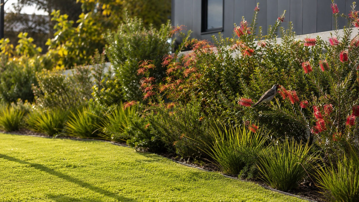 Honeyeater feeding at red bottlebrush flowers among grevilleas in an Australian native garden bed.