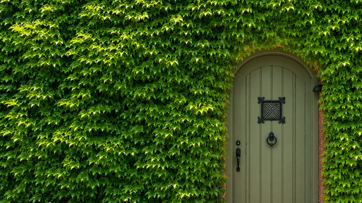 A wall densely covered in Boston ivy surrounding an arched sage-green timber door with black iron knocker, speakeasy grille and handle, brick reveal at the right and small pale flowering annuals along the base.