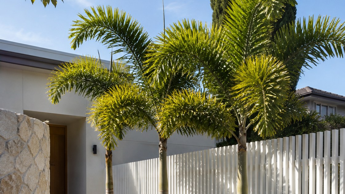 Three foxtail palms (Wodyetia bifurcata) with plumose fronds planted along a white vertical-batten fence beside an entry path of pavers, with clipped shrub mounds and strappy plants leading to a timber front door.