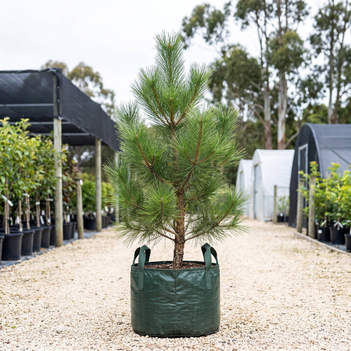Nishiki Corkbark Black Pine - Pinus thunbergii ‘Nishiki’
