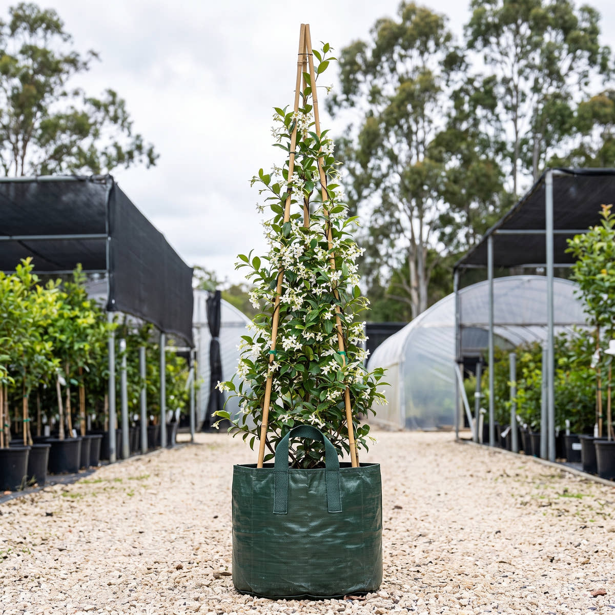 Star Jasmine - Trachelospermum jasminoides