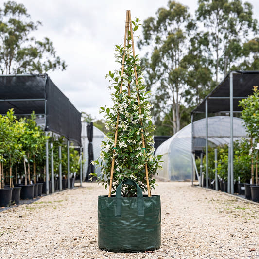 Star Jasmine - Trachelospermum jasminoides