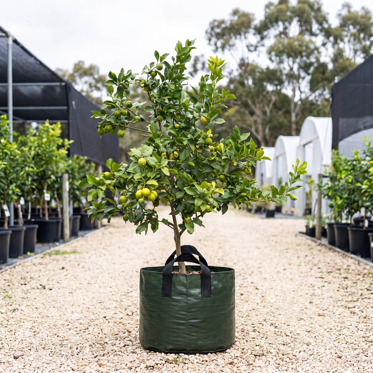 Lisbon Lemon - Citrus limon ‘Lisbon’