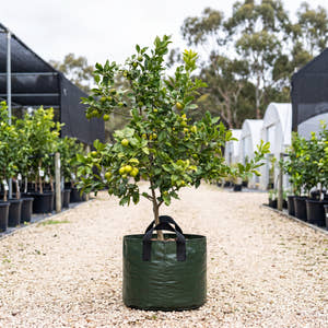 Lisbon Lemon - Citrus limon ‘Lisbon’