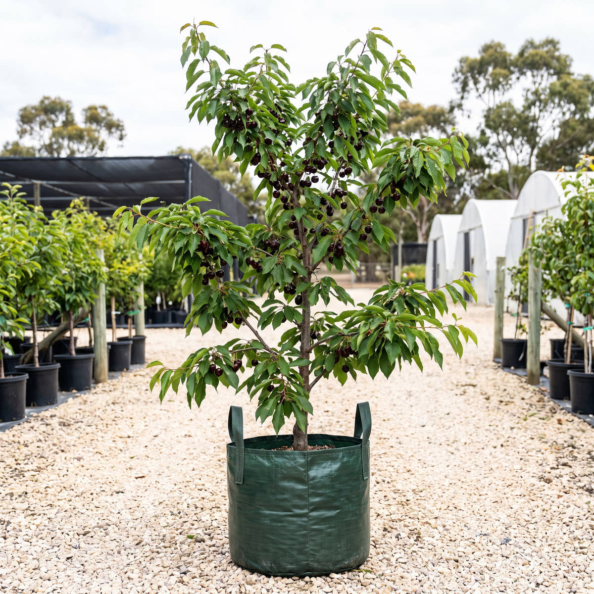 Black Boy Cherry - Prunus avium ‘Black Boy’