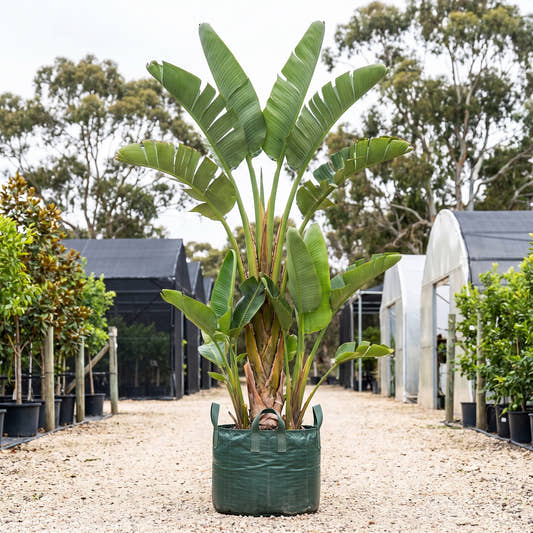 Giant Bird of Paradise (Multi-Stem) - Strelitzia nicolai