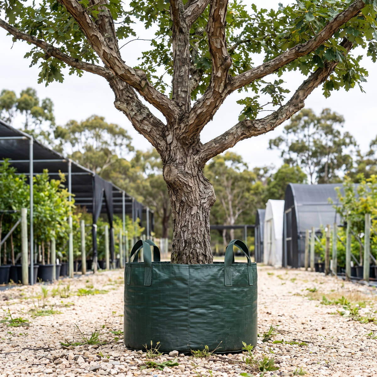 Swamp White Oak - Quercus bicolor