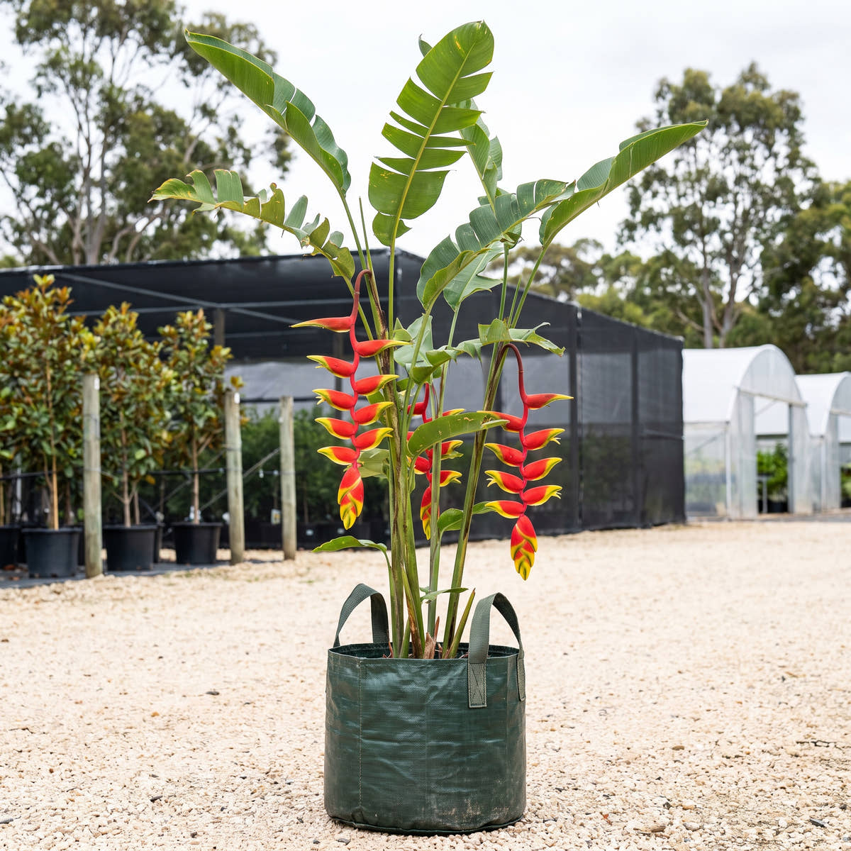 Hanging Lobster Claw - Heliconia rostrata
