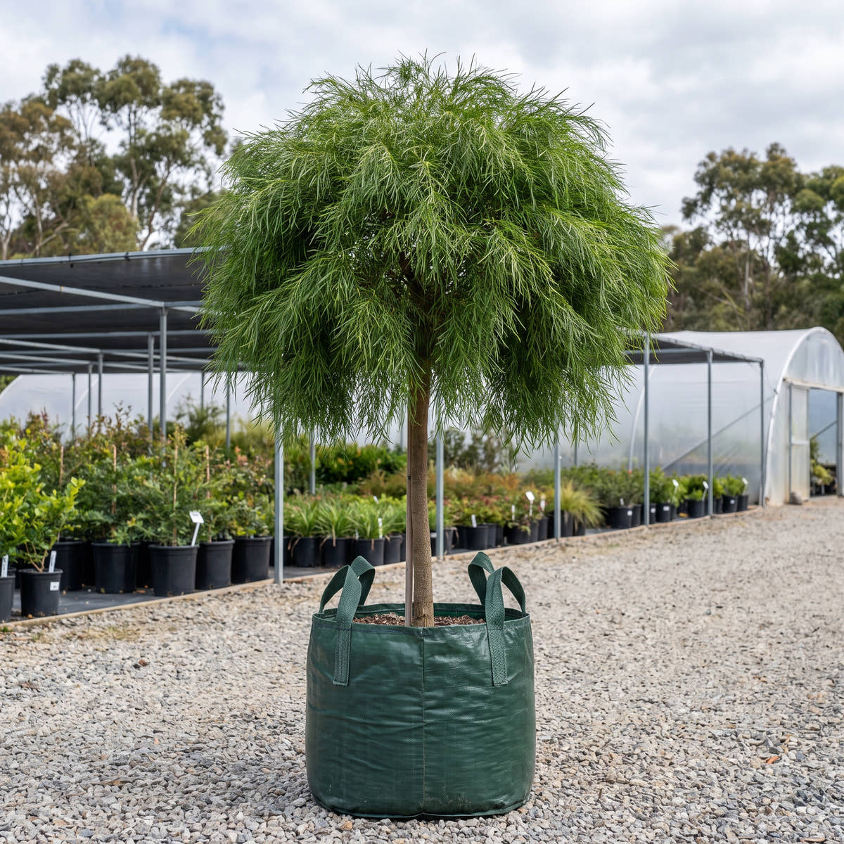 Waterfall Bower Wattle (Standard) - Acacia cognata ‘Waterfall’