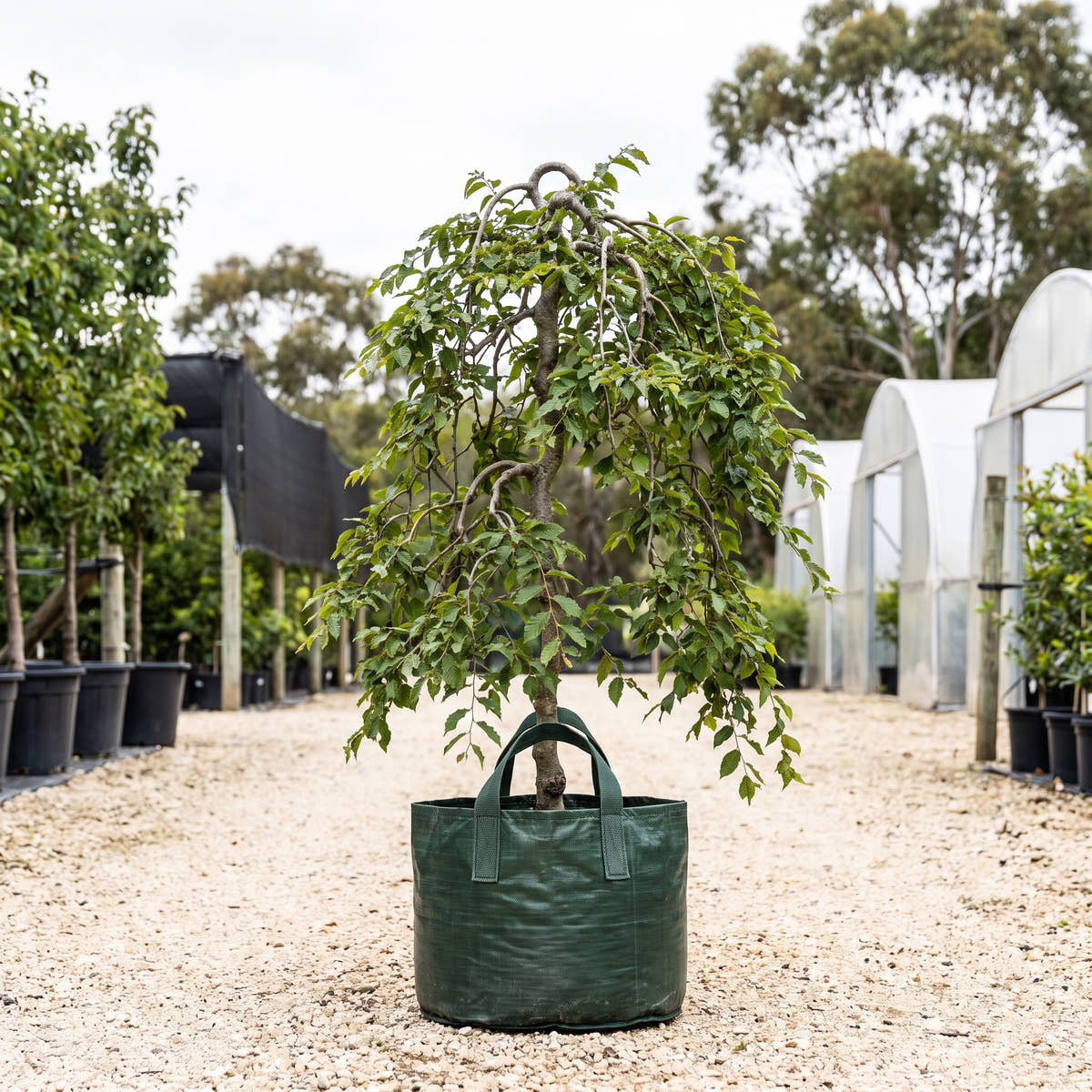Weeping Hornbeam - Carpinus betulus ‘Pendula’