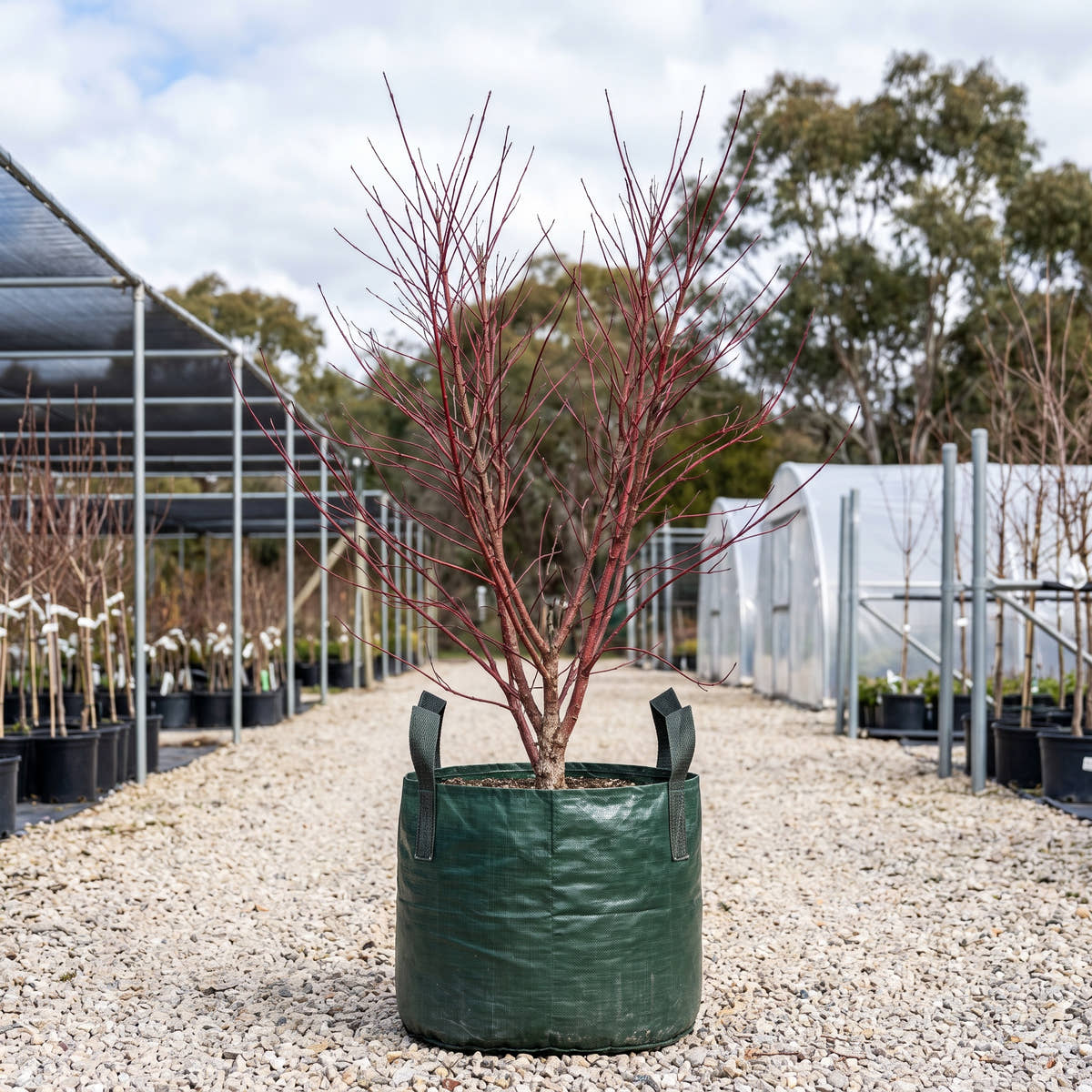 Red Stem Dogwood - Cornus alba ‘Sibirica’