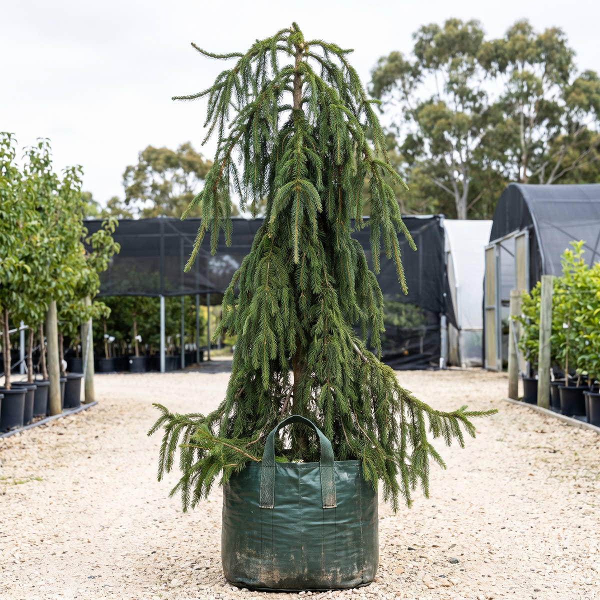 Himalayan Spruce - Picea smithiana