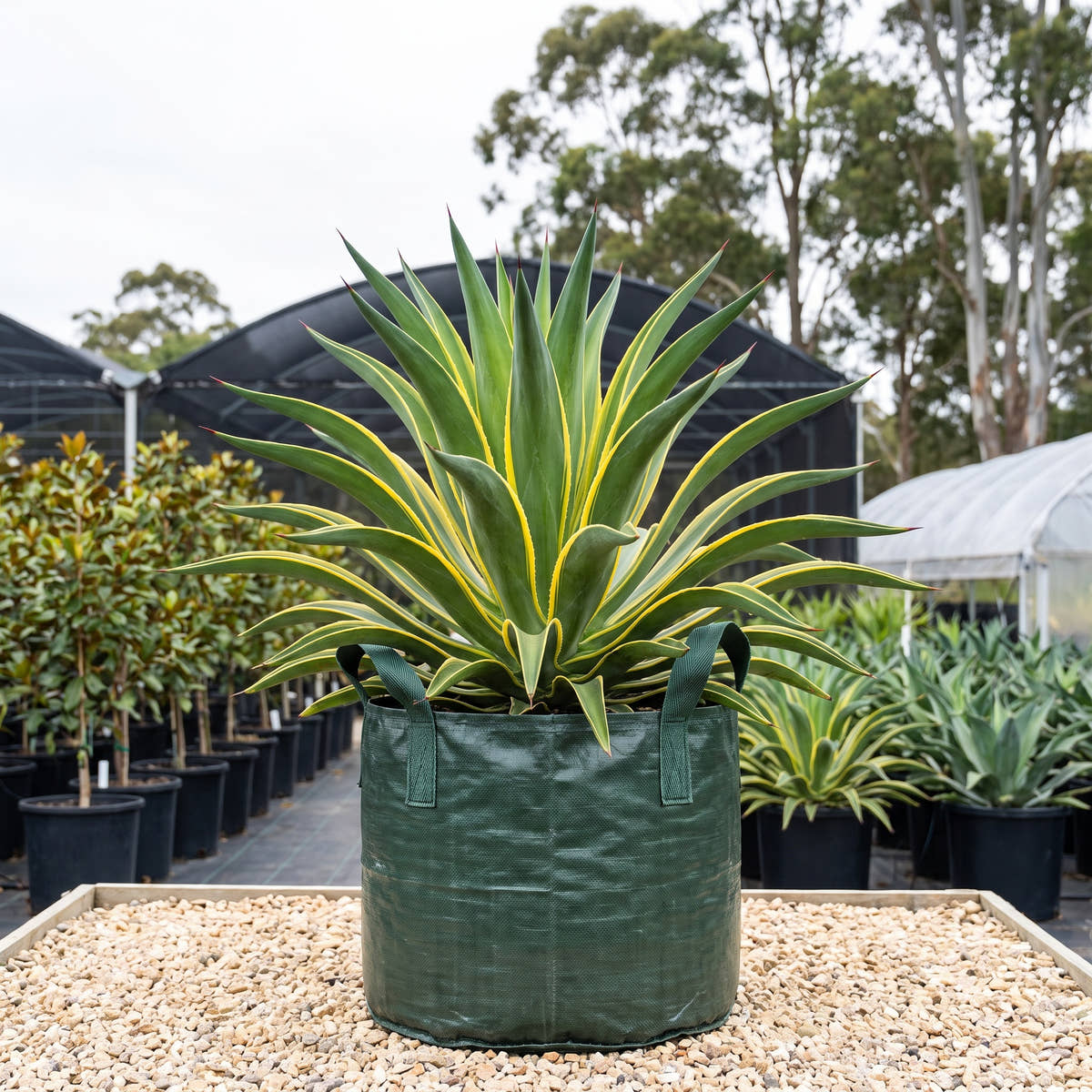El Miradores Gold Smooth Agave - Agave desmettiana ‘El Miradores Gold’