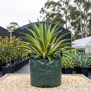 El Miradores Gold Smooth Agave - Agave desmettiana ‘El Miradores Gold’