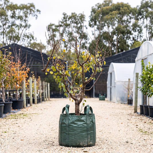 Angelina Plum - Prunus domestica ‘Angelina’
