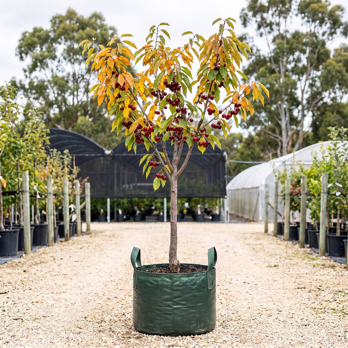 Stella Cherry - Prunus avium ‘Stella’