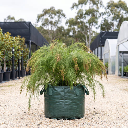 Tassel Cord Rush - Baloskion tetraphyllum