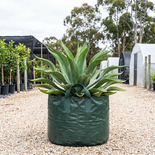 Octopus Agave - Agave vilmoriniana