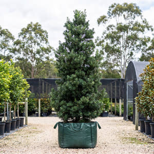 Afrocarpus usambarensis