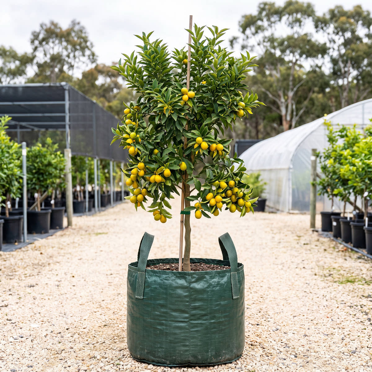 Green Kumquat - Citrus japonica