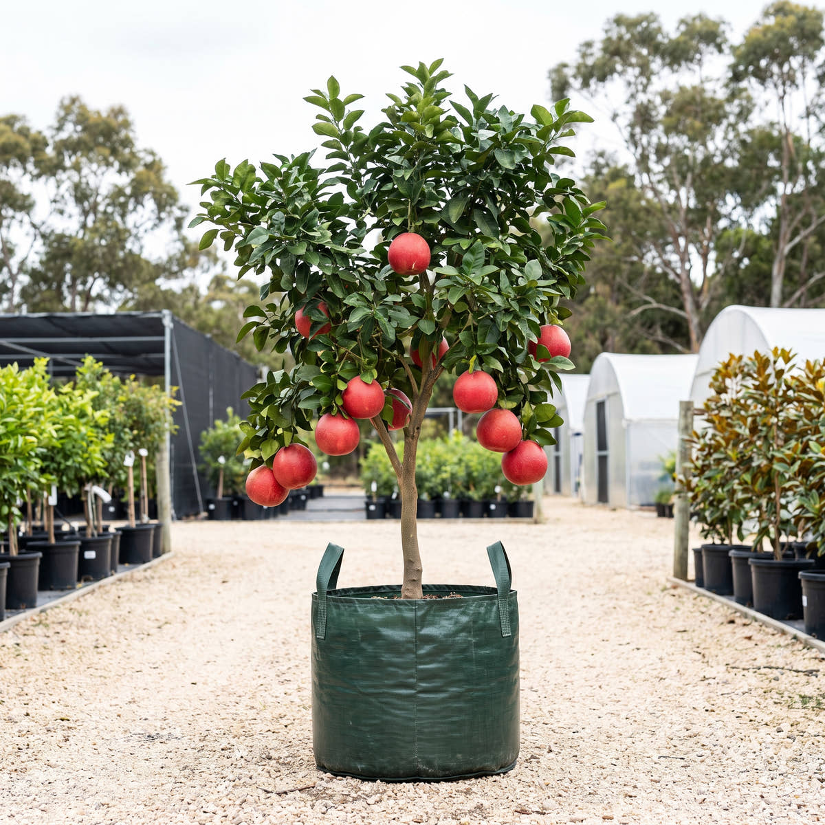 Carters Red Pummelo - Citrus maxima ‘Carters Red’