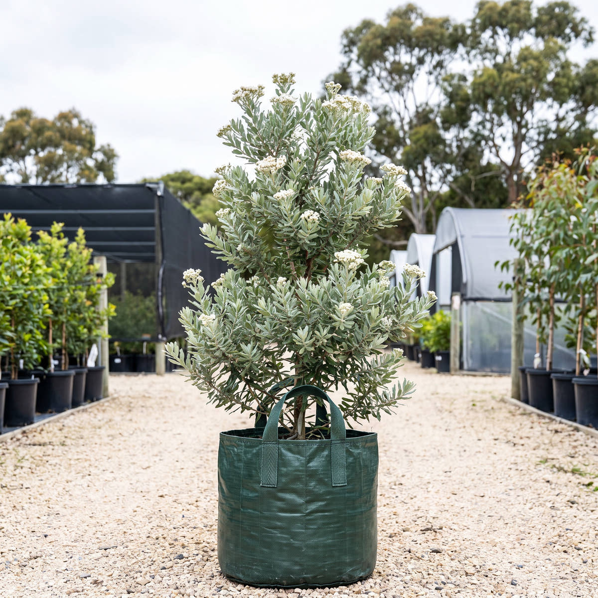 Mornington Peninsula Coast Everlasting - Ozothamnus turbinatus