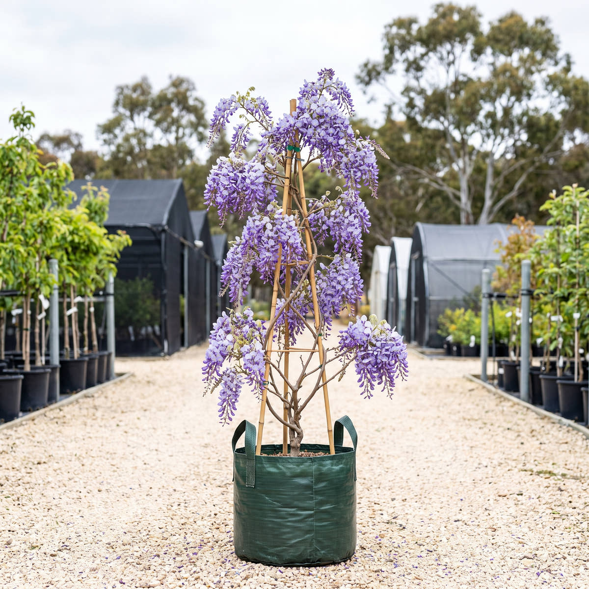Chinese Wisteria - Wisteria sinensis