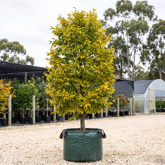 European Hornbeam - Carpinus betulus