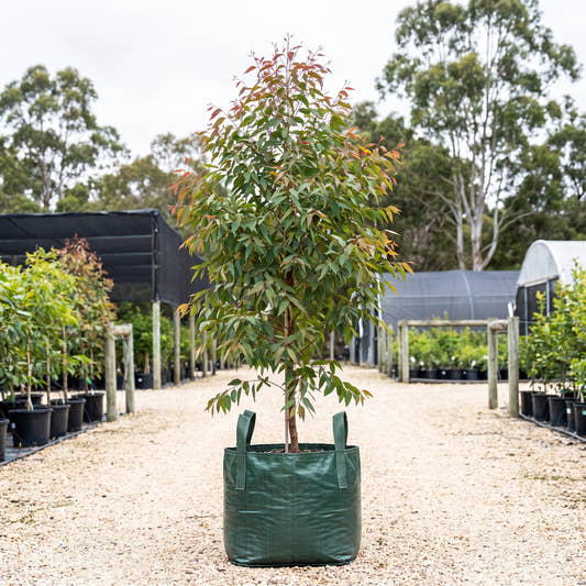 Tallowwood - Eucalyptus microcorys