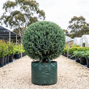 Hetzii Juniper (Topiary) - Juniperus x media ‘Hetzii’