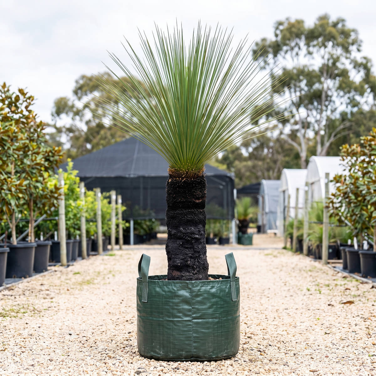 Grass Tree - Xanthorrhoea johnsonii