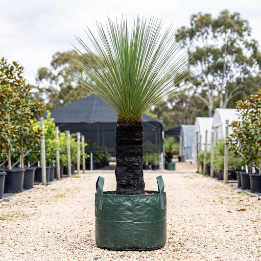 Grass Tree - Xanthorrhoea johnsonii