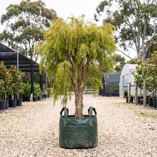 Gold Weeping Paperbark - Melaleuca leucadendra ‘Gold’