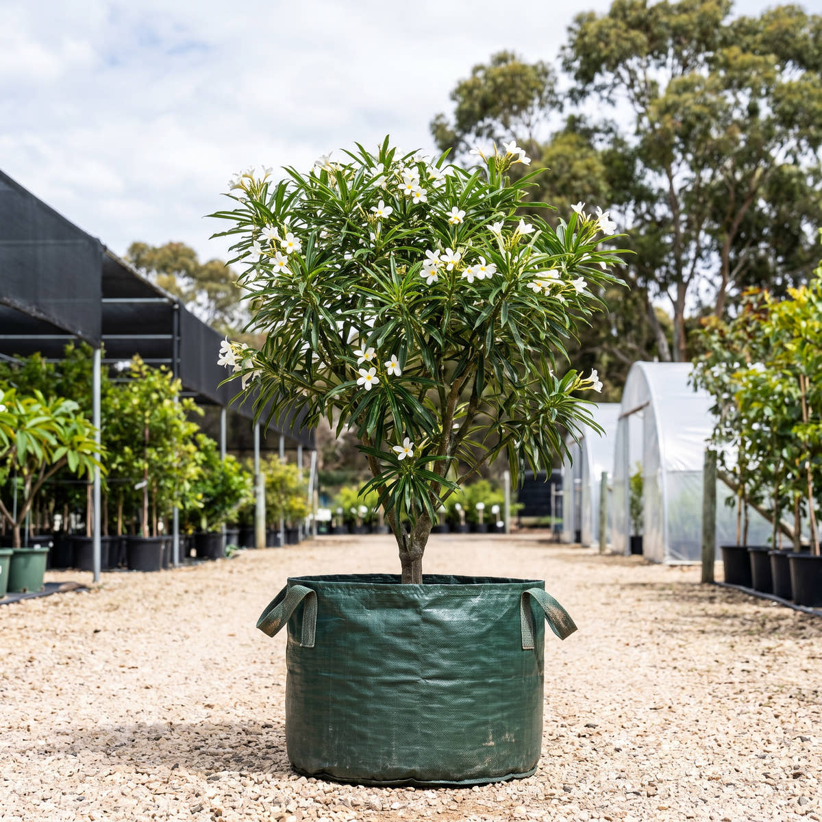 White Magic Dwarf Frangipani - Plumeria stenophylla ‘White Magic’