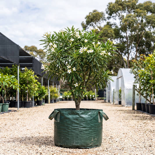 White Magic Dwarf Frangipani - Plumeria stenophylla ‘White Magic’