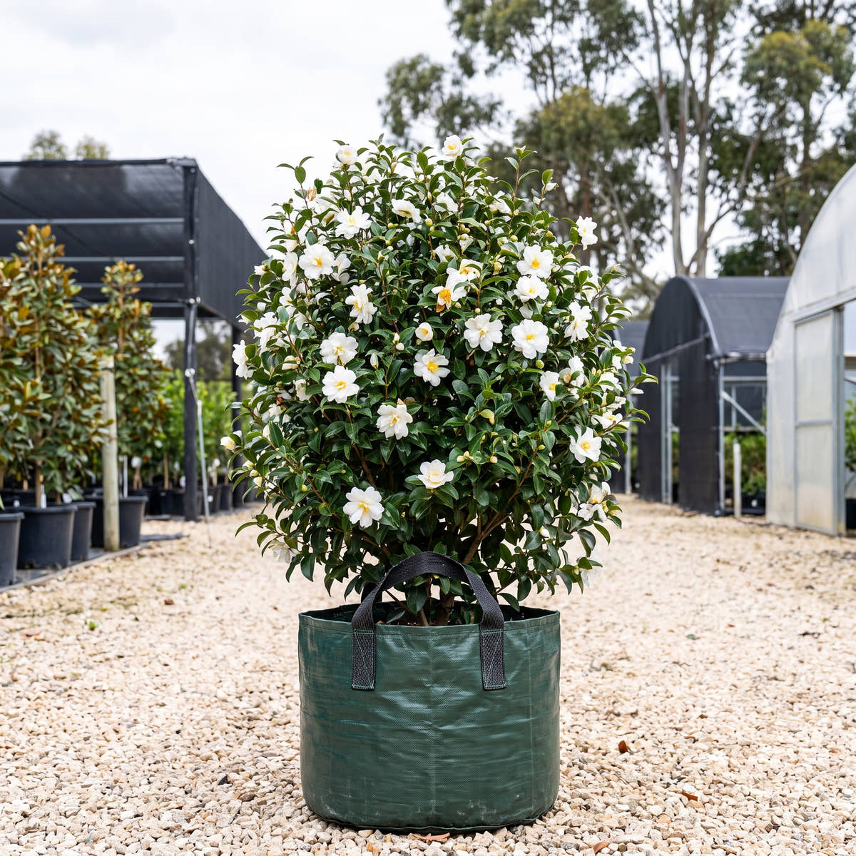 Asakura Camellia - Camellia sasanqua ‘Asakura’