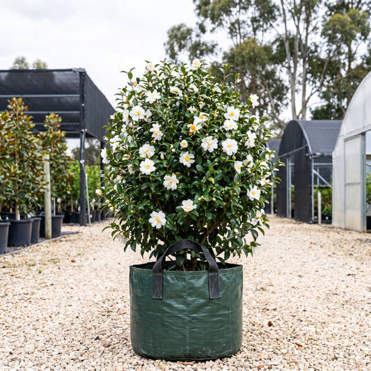 Asakura Camellia - Camellia sasanqua ‘Asakura’