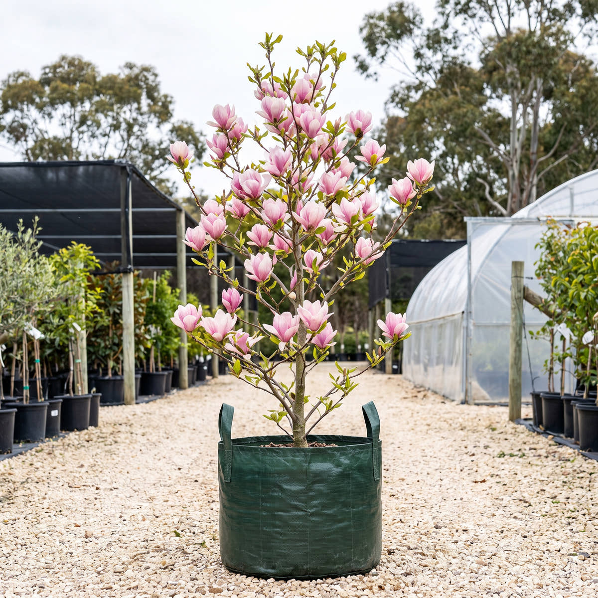 Pink Pearl Magnolia - Magnolia ‘Pink Pearl’