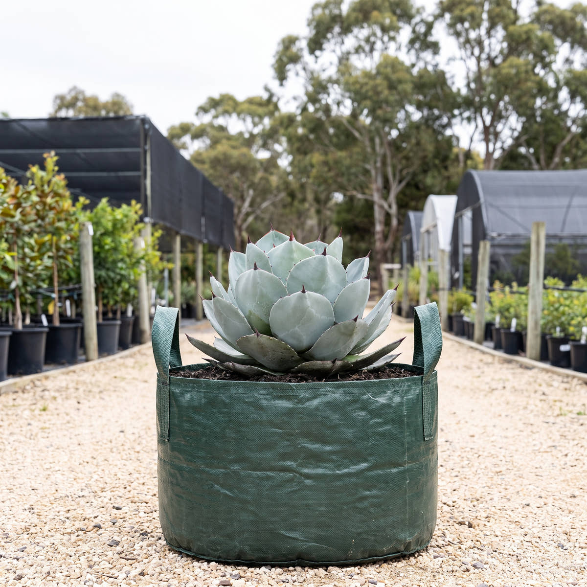 Artichoke Agave - Agave parryi var. truncata