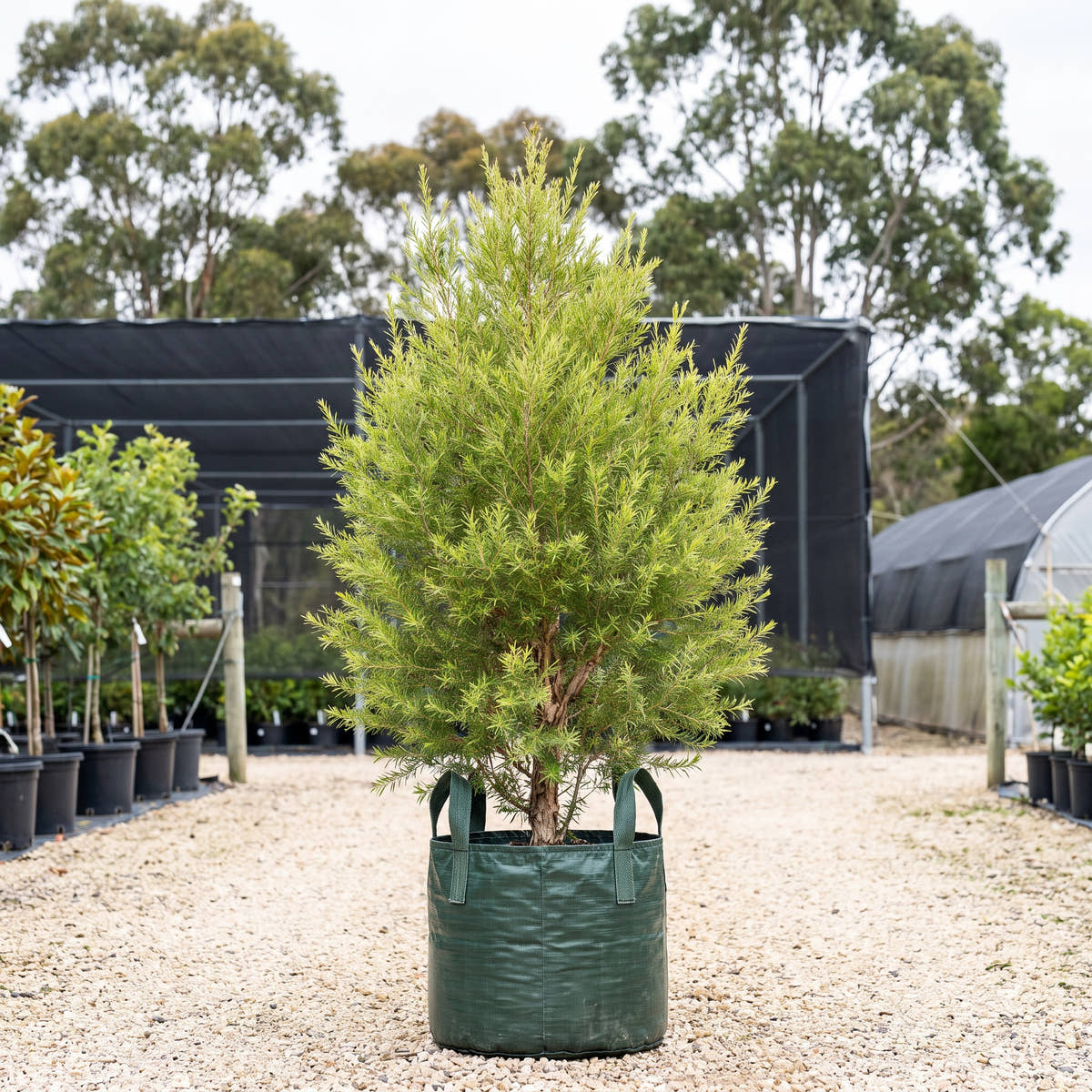 Prickly Paperbark - Melaleuca styphelioides