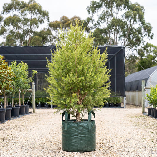 Prickly Paperbark - Melaleuca styphelioides