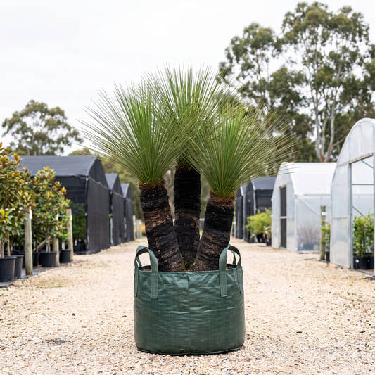 Grass Tree (Triple) - Xanthorrhoea johnsonii