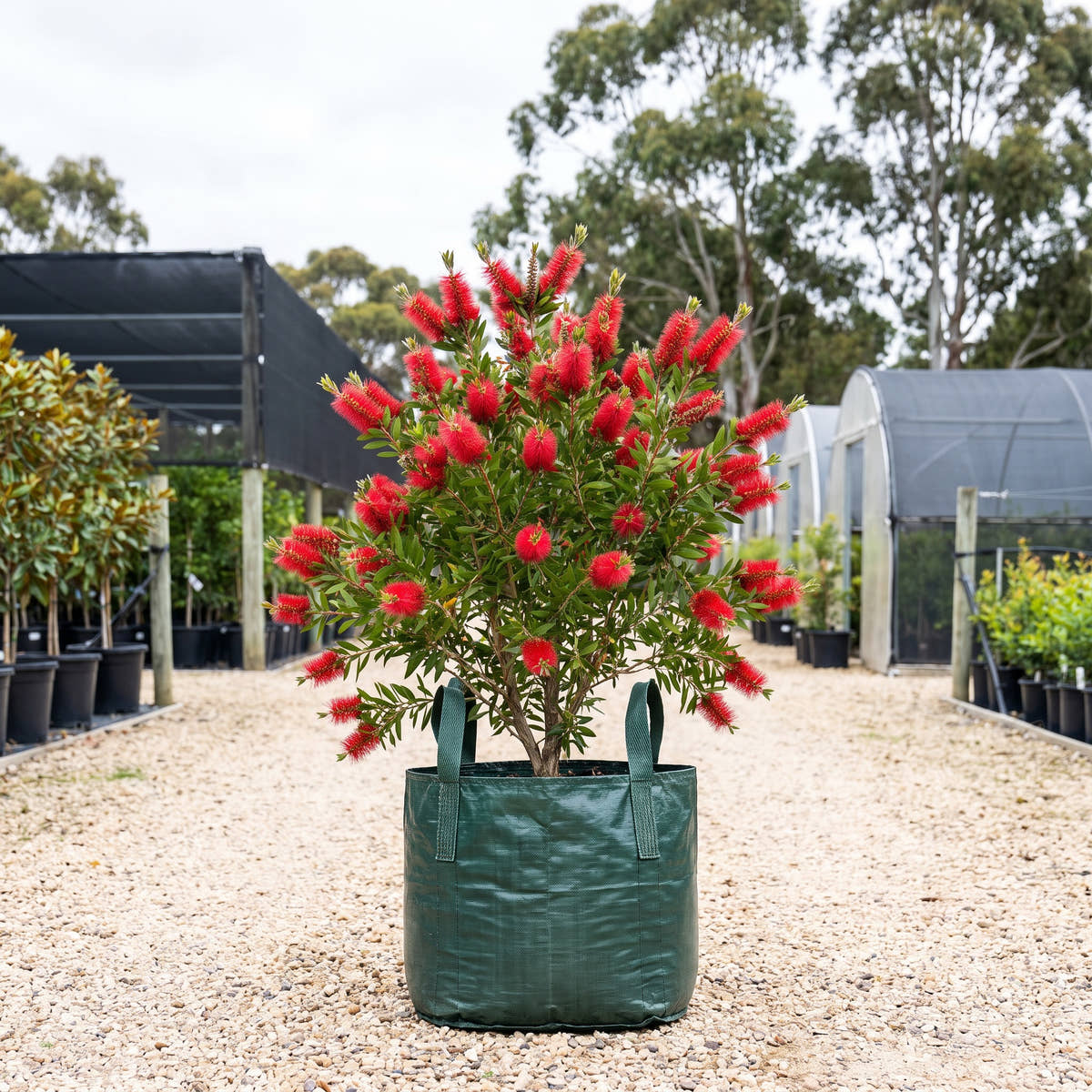 Crimson Bottlebrush - Callistemon citrinus